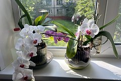 Россиянам порекомендовали убрать некие растения с подоконников