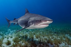 Рыбак нечаяно изловил одну из самых небезопасных рыб