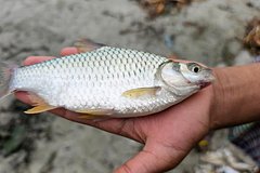 Нападение прожорливых толстолобиков приостановили ударами током