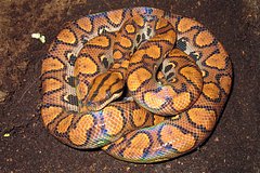 Neporochno zachavshij samec zmei rodil 14 zmeenyshej 2aa3539.jpg