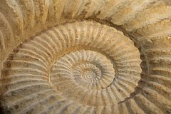 Опровергнуто обширное представление об аммонитах