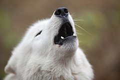 Poljarnye volki napali na zhenshhinu nedaleko ot parizha 502d52e.jpg