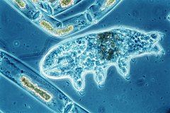 Vpervye polucheny geneticheski modificirovannye tihohodki e16db2f.jpg
