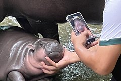 Populjarnost odnogo zhivotnogo prinesla zooparku 33 milliona rublej za tri nedeli 1ce4a93.jpg