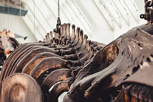 Raskryta glavnaja prichina vymiranija dinozavrov 6dd4c1f.jpg