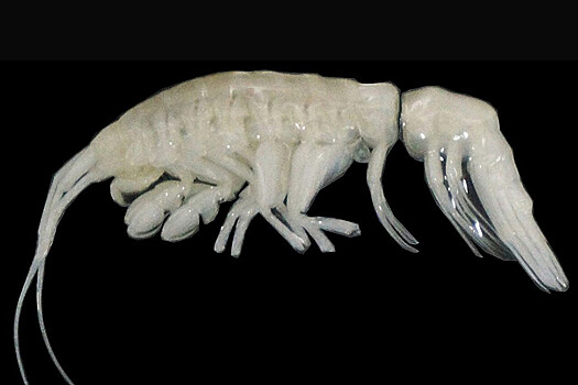 Uchenye obnaruzhili novogo glubokovodnogo hishhnika v atakamskoj vpadine 77109fe.jpg