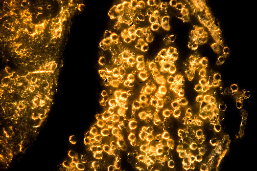 Uchenye raskryli tajnu formirovanija mestorozhdenij zolota c7bf0ee.jpg