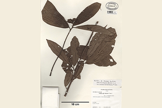 V paname pokazali tri novyh vida derevev 5e69b40.jpg