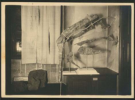 Nanbspsdelannyh donbspvtoroj mirovoj vojny fotografijah nashli novyj vid dinozavrov b0e6ea7.jpg