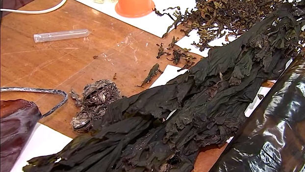 Uchenye predlozhili primenjat vodorosli dlja pererabotki mazuta na kubani c2348e2.jpg