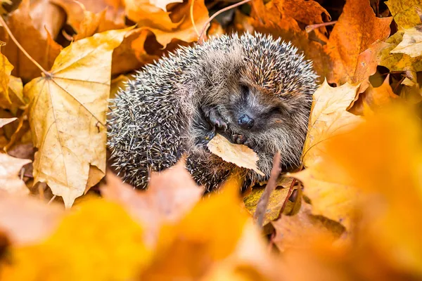 Животные в спячке не видят сны