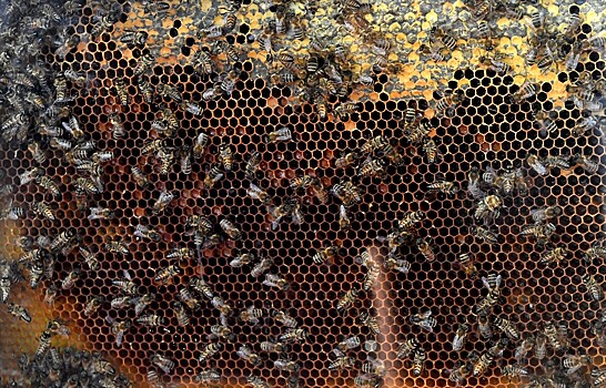 Iskopaemaja pchela vozrastom 146 mln let najdena v novoj zelandii 20b7013.jpg