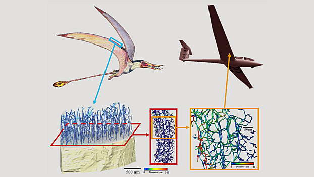 Kosti pterozavrov pomogut sozdat samolety budushhego 5c7225a.jpg