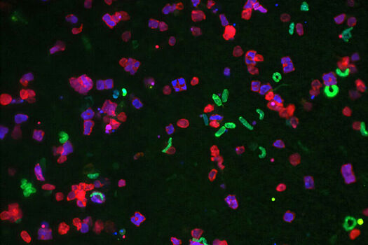 Bakterii otbivajutsja ot atak nano garpunami vyjasnili uchenye 0a81b54.jpg