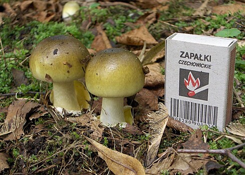 Fugu protiv blednoj poganki samaja smertonosnaja eda na svete 5523b0a.jpg