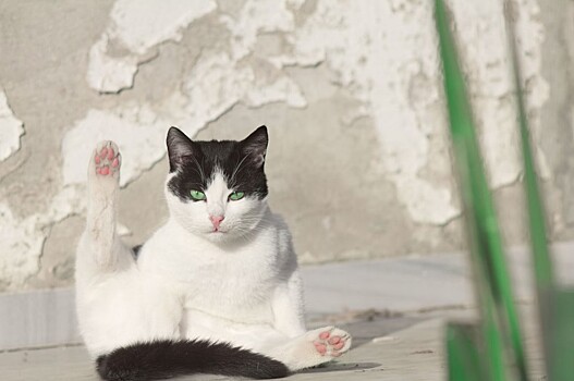 Kak ponjat levsha ili pravsha vashe domashnee zhivotnoe 22c9432.jpg