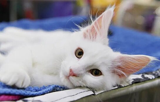 Stalo izvestno zachem koshki prjachutsja v korobki 67c226f.jpg