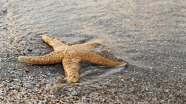 Uchenye nauchilis upravljat formoj kletok s pomoshhju sveta aba6c4a.jpg