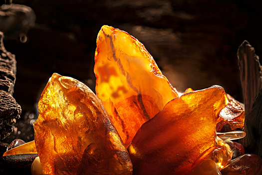 V kuske jantarja vozrastom 99 mln let obnaruzhena unikalnaja osa parazit 1acc901.jpg