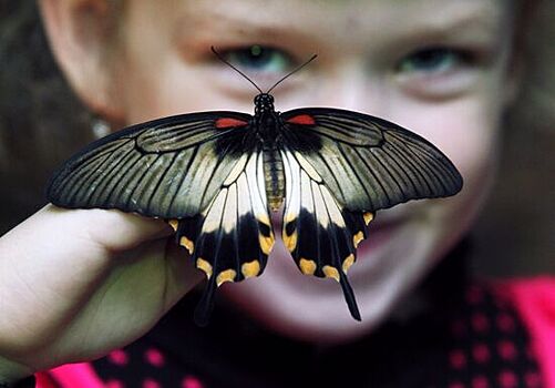 V ssha stremitelno ischezajut babochki f6223b3.jpg