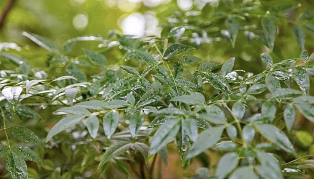 V velikobritanii vosstanovjat redkij vid derevev 2d78795.jpg