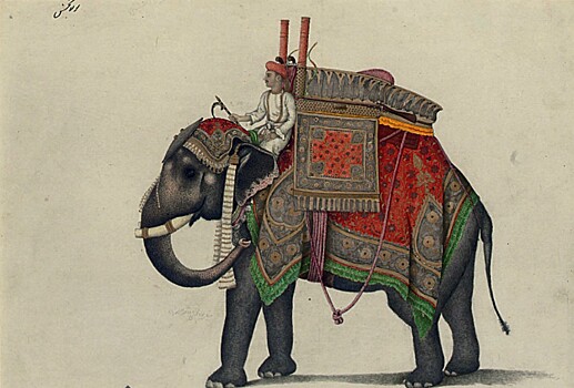 Pravda ili mif boevye slony v krestovyh pohodah c306ea6.jpg