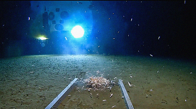 V marianskoj vpadine nashli neizvestnoe svetjashheesja sushhestvo 65f07d1.jpg