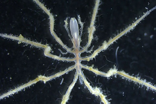 Na dne tihogo okeana obnaruzheny metanovye pauki ed64dd8.jpg