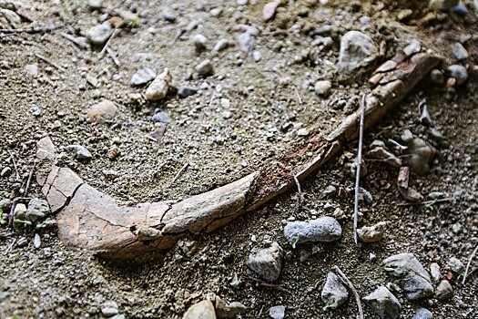 Arheologi nashli beremennogo dinozavra 08f655a.jpg