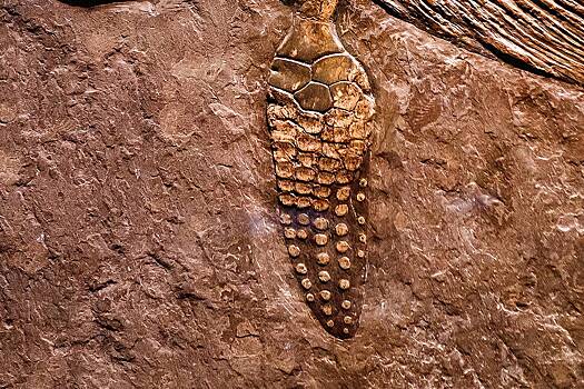 Najdena unikalnaja okamenelost gigantskoj reptilii 9fd3577.jpg