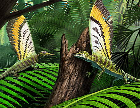 Protoperja pojavilis u reptilij bolee 247 millionov let nazad a5d4845.png