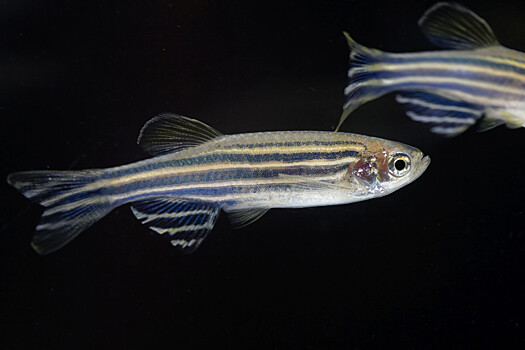 Raskryt geneticheskij mehanizm vosstanovlenija sluha u rybok danio 3737366.jpg