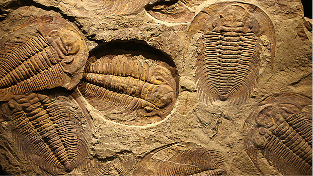 V ispanii nashli pervyj v mire rimskij amulet iz trilobita 9f7a28e.jpg