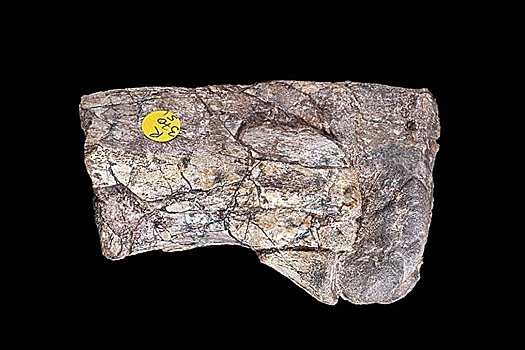 Zabytaja okamenelost stala kljuchom k tajne pervyh dinozavrov 198d44c.jpg